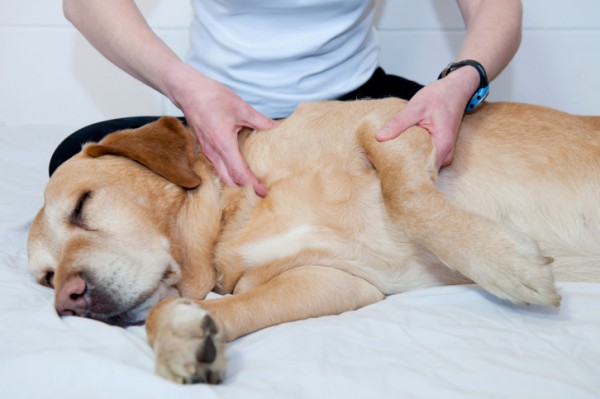 become-a-dog-masseuse